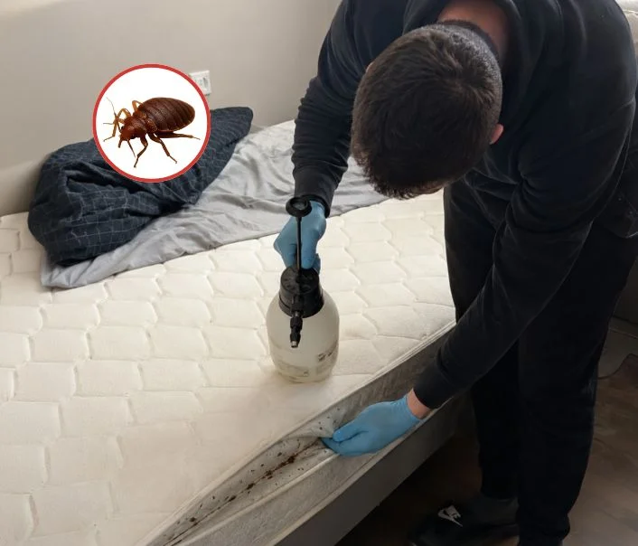 Technicien traitant un matelas contre les punaises de lit à Boinville-le-Gaillard